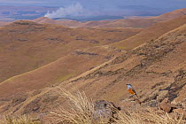 Sentinel rock thrush (Monticola explorator) male, perched on rock looking out over dry, hilly landscape, Naude's Nek, Drakensberg Mountains, South Africa.