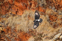 42+ verreaux\`s eagle photos and videos available for editorial and  commercial licensing and download