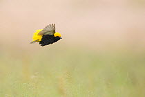Yellow-crowned bishop (Euplectes afer) male in breeding plumage, in flight over farmland, Gauteng, South Africa.