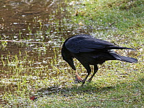 Carrion crow (Corvus corone) standing beside woodland pond, pecking underbelly of Common toad (Bufo bufo), avoiding the most toxic skin on the head and back, Forest of Dean, Gloucestershire, UK, March...