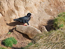 Red-billed chough (Pyrrhocorax pyrrhocorax) walking past eroded sandy cliff with nesting material in beak, Cornwall, UK, April.