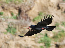 Red-billed chough (Pyrrhocorax pyrrhocorax) in flight with grass roots in beak for nesting material, Cornwall, UK, April.