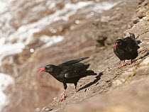 Red-billed chough (Pyrrhocorax pyrrhocorax) pair perching on coastal cliff as one bird calls, Cornwall, UK, April.