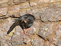 Red-billed chough (Pyrrhocorax pyrrhocorax) preening wing on coastal cliff, Cornwall, UK, April.