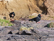 Red-billed chough (Pyrrhocorax pyrrhocorax) pair collecting nesting material beside eroded sandy cliff, Cornwall, UK, April.