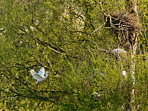 Little egret (Egretta garzetta) flying with  stick in beak towards nest within colony in Willow trees, Magor Marsh, Gwent Levels, Monmouthshire, Wales, UK, April.