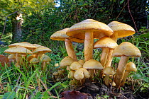 Alder scalycap (Pholiota alnicola) mushrooms growing from buried stumps in riverside woodland clearing, New Forest National Park, Hampshire, UK, October.