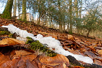 Hair ice extruded from a rotting stick containing fungus (Exidiopsis effusa), Nagshead RSPB Reserve,  Parkend,  Forest of Dean,, Gloucestershire, UK, January. Ice persists in temperatures above freezi...