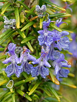Rosemary (Rosmarinus officinalis) in flower, Somerset, UK, March.