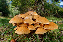 Spectacular rustgill (Gymnopilus junonius) mushroom cluster growing in grassy clearing, New Forest National Park, Hampshire, UK, October.