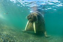 RF - Atlantic walrus (Odobenus rosmarus) swimming in shallow water, Spitsbergen, Svalbard, Norway, Arctic Ocean. (This image may be licensed either as rights managed or royalty free.)