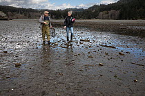 Two volunteers with the European Green Crab invasive species research site walking on beach at low tide carrying a crab trap, Chuckaut Pocket Estuary, Washington, USA. April, 2023.