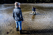 Two volunteers with the European Green Crab invasive species research site setting a crab trap in estuary, Chuckaut Pocket Estuary, Washington, USA. April, 2023.
