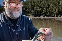 Volunteer with the European Green Crab invasive species  research site measuring European green crab (Carcinus maenas) found on beach, Chuckaut Pocket Estuary, Washington, USA. April, 2023. Model rele...