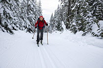 Cross country skier skiing on Mount Amabilis surrounded by snow covered trees, Okanogan Wenatchee National Forest, Cascade Mountains, Washington, USA. February, 2023. Model released.
