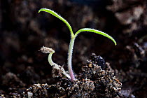 Tomato (Solanum lycopersicum) plant shoot, Washington, USA. April.