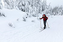 RF - Cross country skier skiing beside snow covered trees on route to the summit of Mount Amablis, Okanogan-Wenatchee National Forest, Washington, USA. January, 2023. Model released. (This image may b...