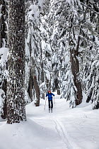 RF - Cross country skier skiing among snow covered trees in forest on Mount Amabilis, Cascade Mountains, Washington, USA. February, 2023. Model released. (This image may be licensed either as rights m...