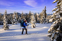 RF - Cross country skier skiing on Mount Amabilis in the Cascade Mountains, Okanogan Wenatchee National Forest, Washington, USA. February, 2023. Model released. (This image may be licensed either as r...
