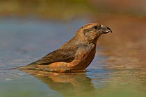 Red crossbill (Loxia curvirostra) standing in shallow water, Navarre, Spain. April.