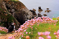 Puffin (Fratercula arctica) standing on cliffside among Sea thrift (Armeria maritima), Great Saltee Island, County Wexford, Republic of Ireland. May.