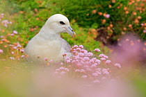 Fulmar (Fulmarus glacialis) perched at nesting site among Sea thrift (Armeria maritima), Great Saltee Island, County Wexford, Republic of Ireland. May.