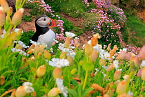 Puffin (Fratercula arctica) perched among White campion (Silene latifolia) flowers, Great Saltee Island, County Wexford, Republic of Ireland. May.