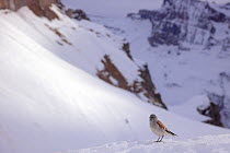 White-winged snowfinch (Montifringilla nivalis) perched in snow on mountainside, Alps, Dalatal, Switzerland. February.