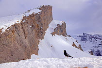 Alpine chough (Pyrrhocorax graculus) perched in snow in  mountain landscape, Alps, Dalatal, Switzerland. February.