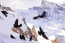 Alpine chough (Pyrrhocorax graculus) flock in flight and perched on snow-covered mountainside, Alps, Dalatal, Switzerland. February.