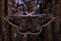 Giant peacock moth (Saturnia pyri) resting on bark, Ubrique, Cadiz, Spain. March.