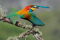 Bee-eater (Merops apiaster) taking flight from branch, Sierra de Grazalema Natural Park, southern Spain. May.