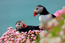 RF - Puffins (Fratercula arctica) pair, resting on cliffside among flowering Sea thrift (Armeria maritima), Great Saltee Island, County Wexford, Republic of Ireland. May. (This image may be licensed e...