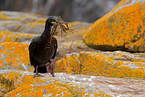 RF - Shag (Phalacrocorax aristotelis) perched on rocks with nesting material in beak, Great Saltee Island, County Wexford, Republic of Ireland. May. (This image may be licensed either as rights manage...
