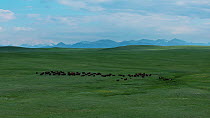 Drone tracking shot of American bison (Bison bison) herd standing in fenced paddock with Rocky Mountains behind, Blackfeet Indian Reservation, Montana, USA, June.