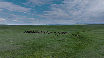 Drone tracking shot of American bison (Bison bison) herd standing in fenced paddock with Rocky Mountains behind, Blackfeet Indian Reservation, Montana, USA, June.