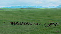 Drone tracking shot of American bison (Bison bison) herd standing in fenced paddock with Rocky Mountains behind, Blackfeet Indian Reservation, Montana, USA.