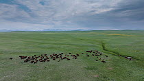 Drone shot of American bison (Bison bison) herd  standing in fenced paddock  with Rocky Mountains behind, Blackfeet Indian Reservation, Montana, USA.