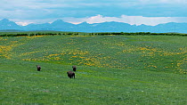 Drone tracking shot of three American bison (Bison bison) males grazing and walking across prairie with Rocky Mountains behind, Blackfeet Indian Reservation, Montana, USA.