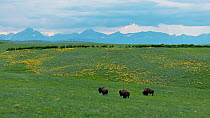 Drone tracking shot of three American bison (Bison bison) males grazing and walking across prairie with Rocky Mountains behind, Blackfeet Indian Reservation, Montana, USA.