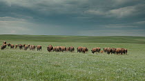 Tracking shot of American bison (Bison bison) herd running across prairie, Blackfeet Indian Reservation, Montana, USA.