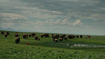 Tracking shot of American bison (Bison bison) grazing and resting beside pond in prairie with Rocky Mountains in the background, Blackfeet Indian Reservation, Montana, USA.