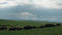Tracking shot of American bison (Bison bison) herd running across prairie with Rocky Mountains in the background, Blackfeet Indian Reservation, Montana, USA.