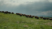 Tracking shot of American bison (Bison bison) herd walking across prairie with Rocky Mountains behind, Blackfoot Indian Reservation, Montana, USA.