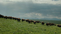 American bison (Bison bison) herd walking across prairie with Rocky Mountains behind, Blackfoot Indian Reservation, Montana, USA.