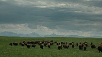 Tracking shot of American bison (Bison bison) herd running across prairie with Rocky Mountains in the background, the Blackfeet Indian Reservation, Montana, USA.