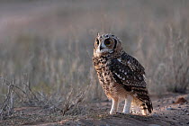 Spotted eagle owl (Bubo africanus) portrait, Kgalagadi Transfrontier Park, Northern Cape, South Africa.