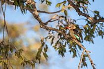 Brown-hooded kingfisher (Halcyon albiventris) perched in tree, Chobe National Park, Botswana.