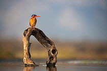 Malachite kingfisher (Corythornis cristatus) perched on branch in water, Zimanga Game Reserve, KwaZulu-Natal, South Africa.