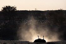 Two Ostriches (Struthio camelus) dust bathing at dusk, Kgalagadi Transfrontier Park, Northern Cape, South Africa.